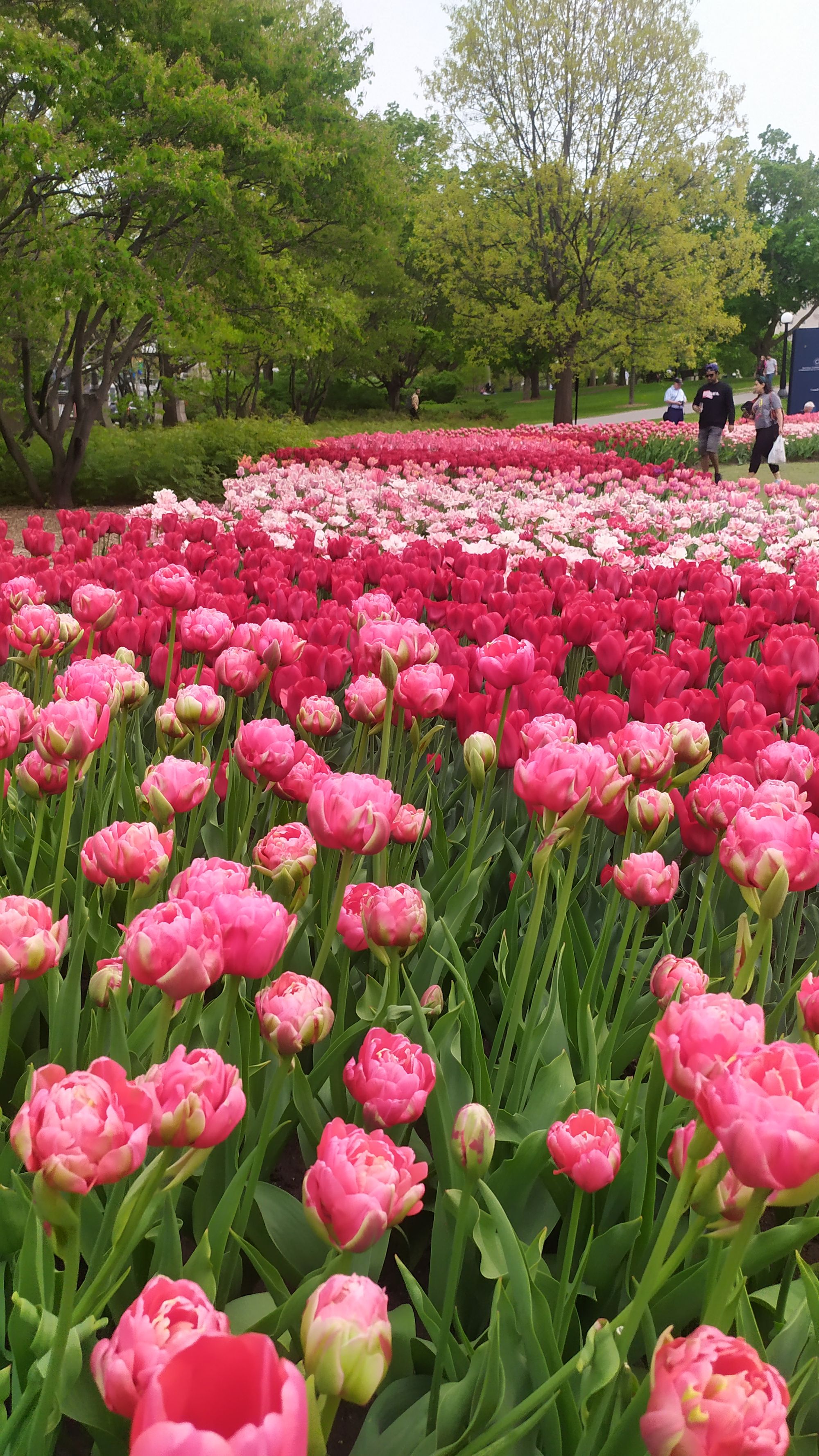 Le festival des tulipes à Ottawa