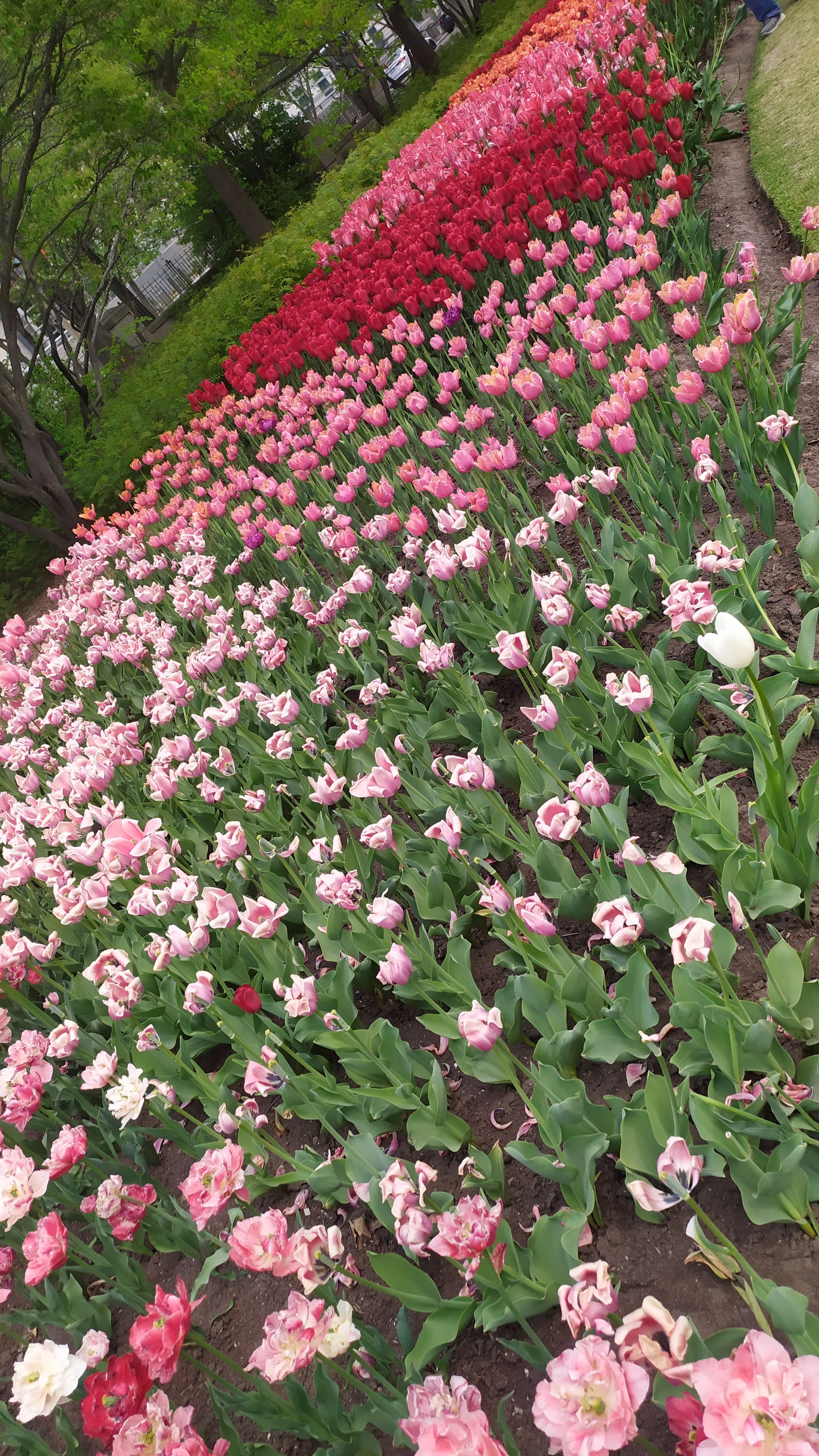 Le festival des tulipes à Ottawa