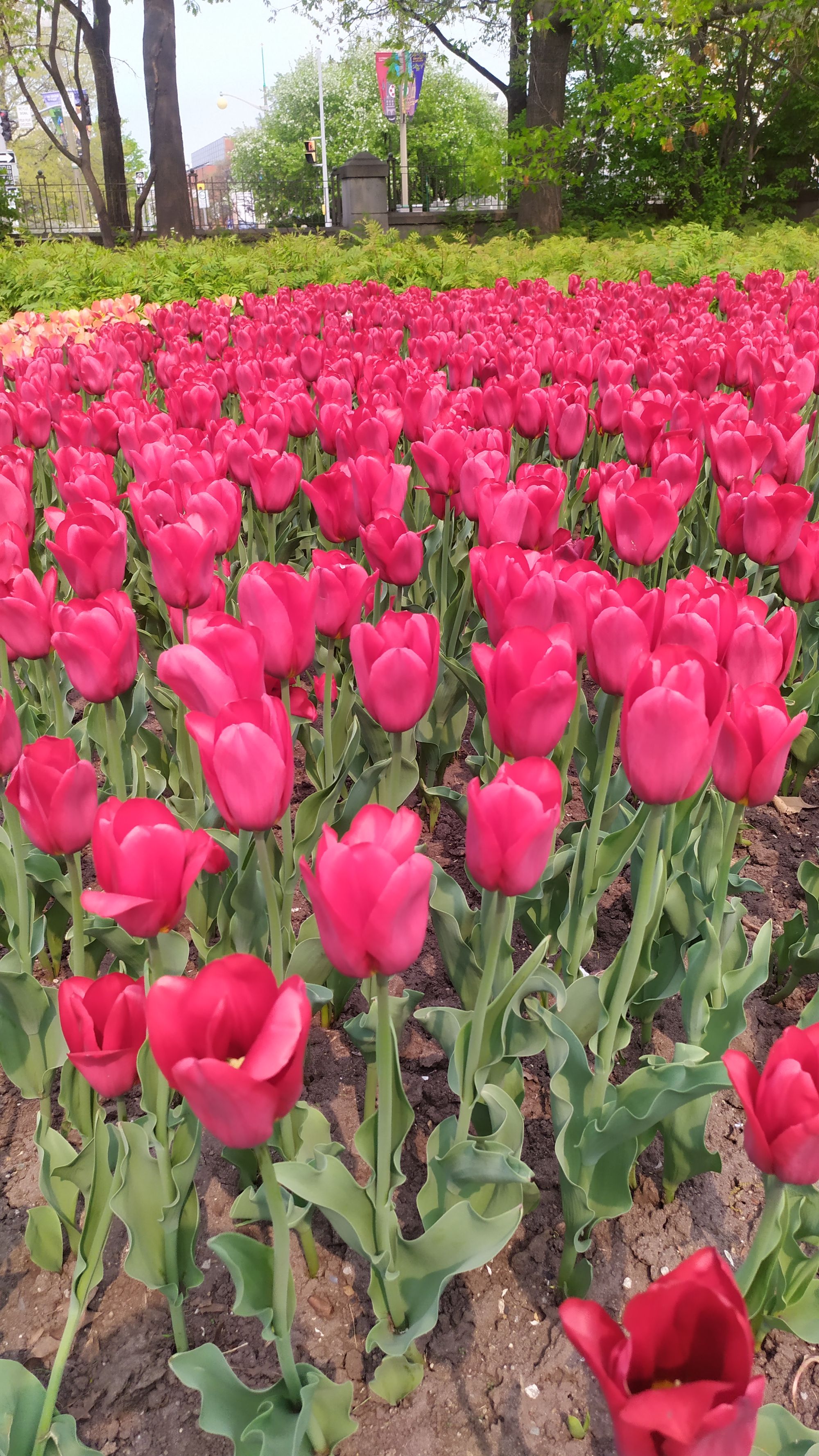 Le festival des tulipes à Ottawa