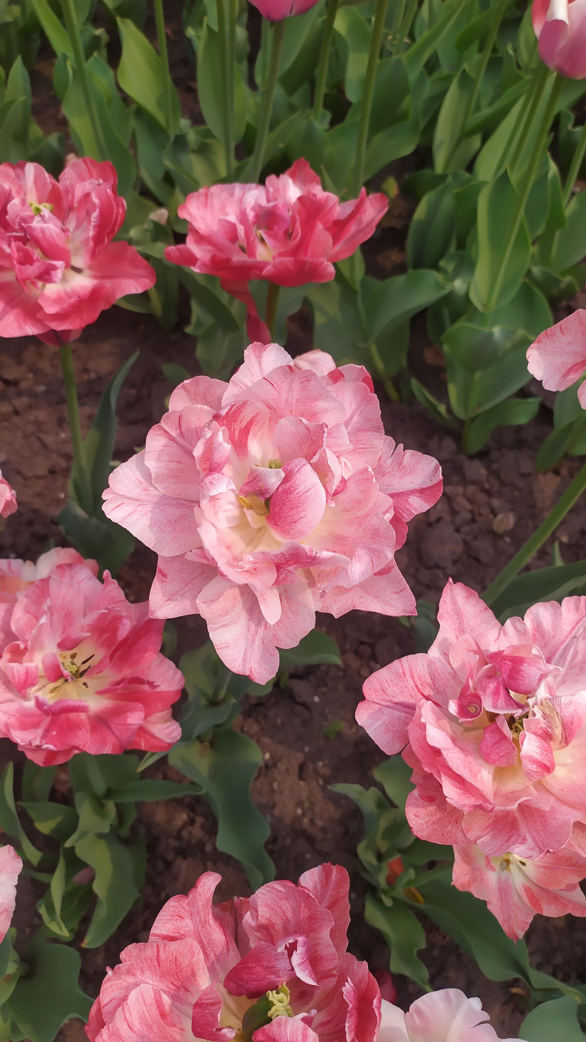 Le festival des tulipes à Ottawa