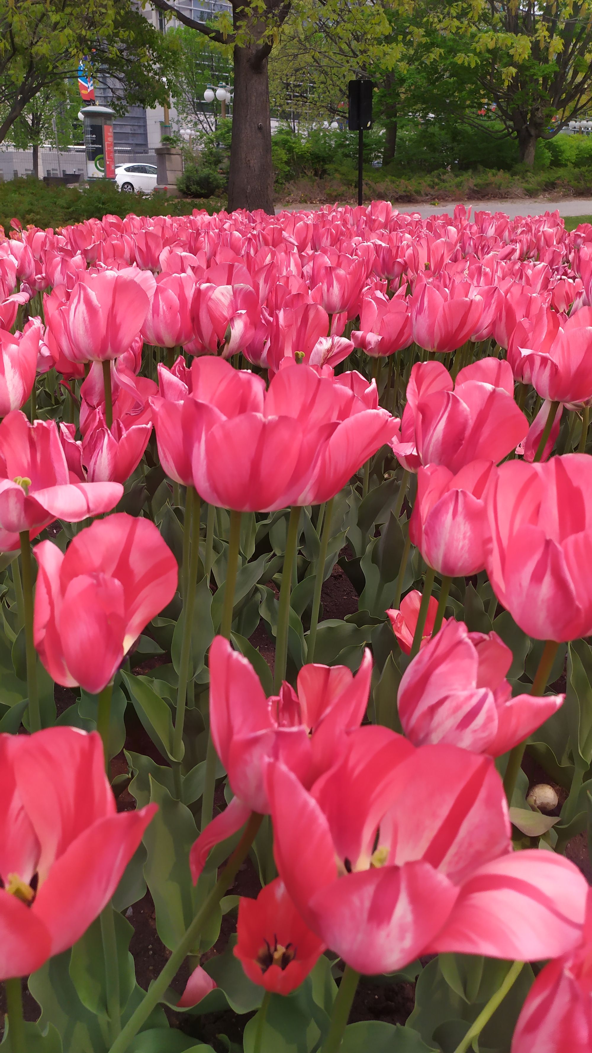 Le festival des tulipes à Ottawa