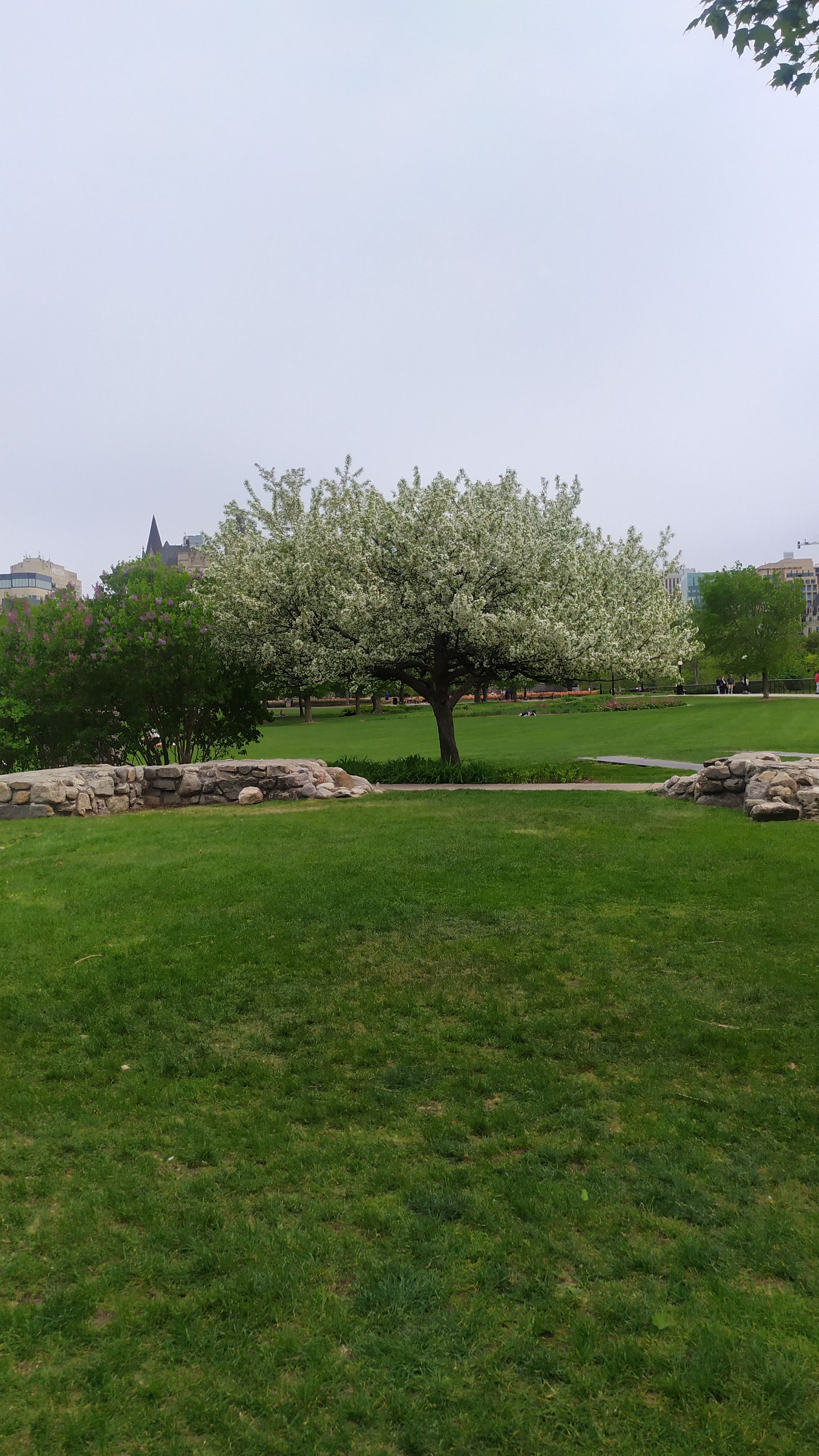 Le festival des tulipes à Ottawa