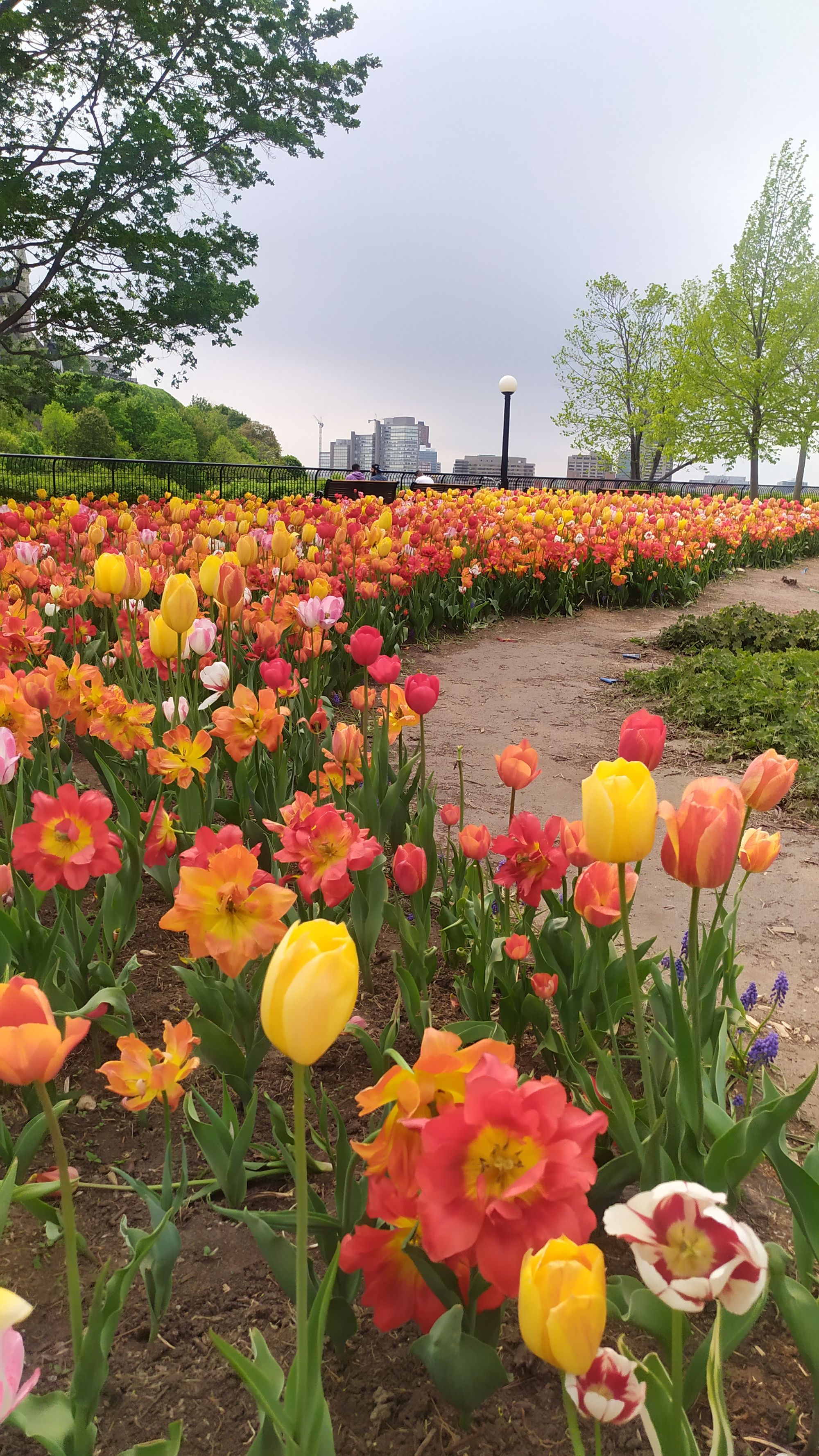 Le festival des tulipes à Ottawa