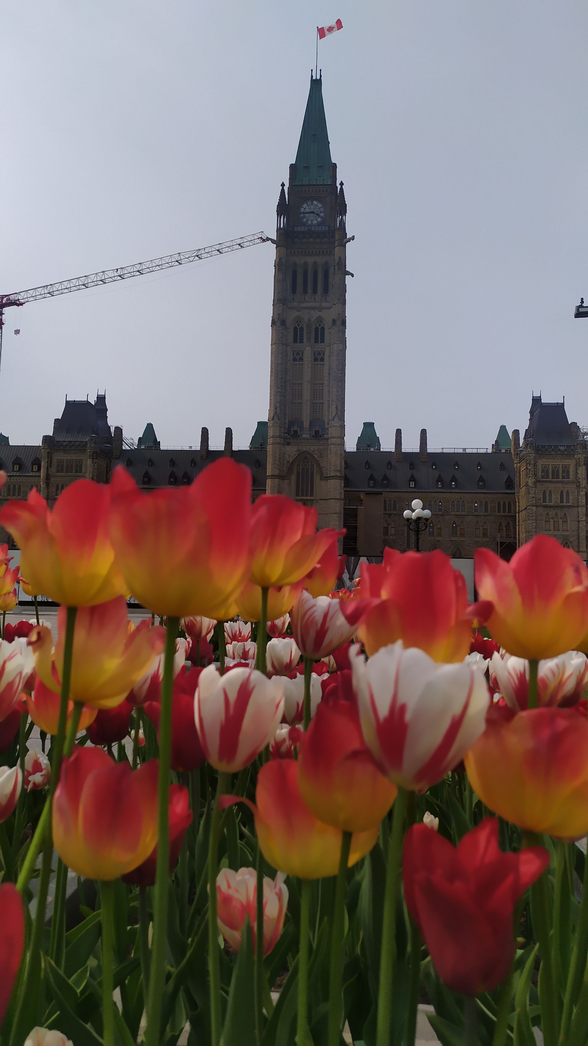 Le festival des tulipes à Ottawa