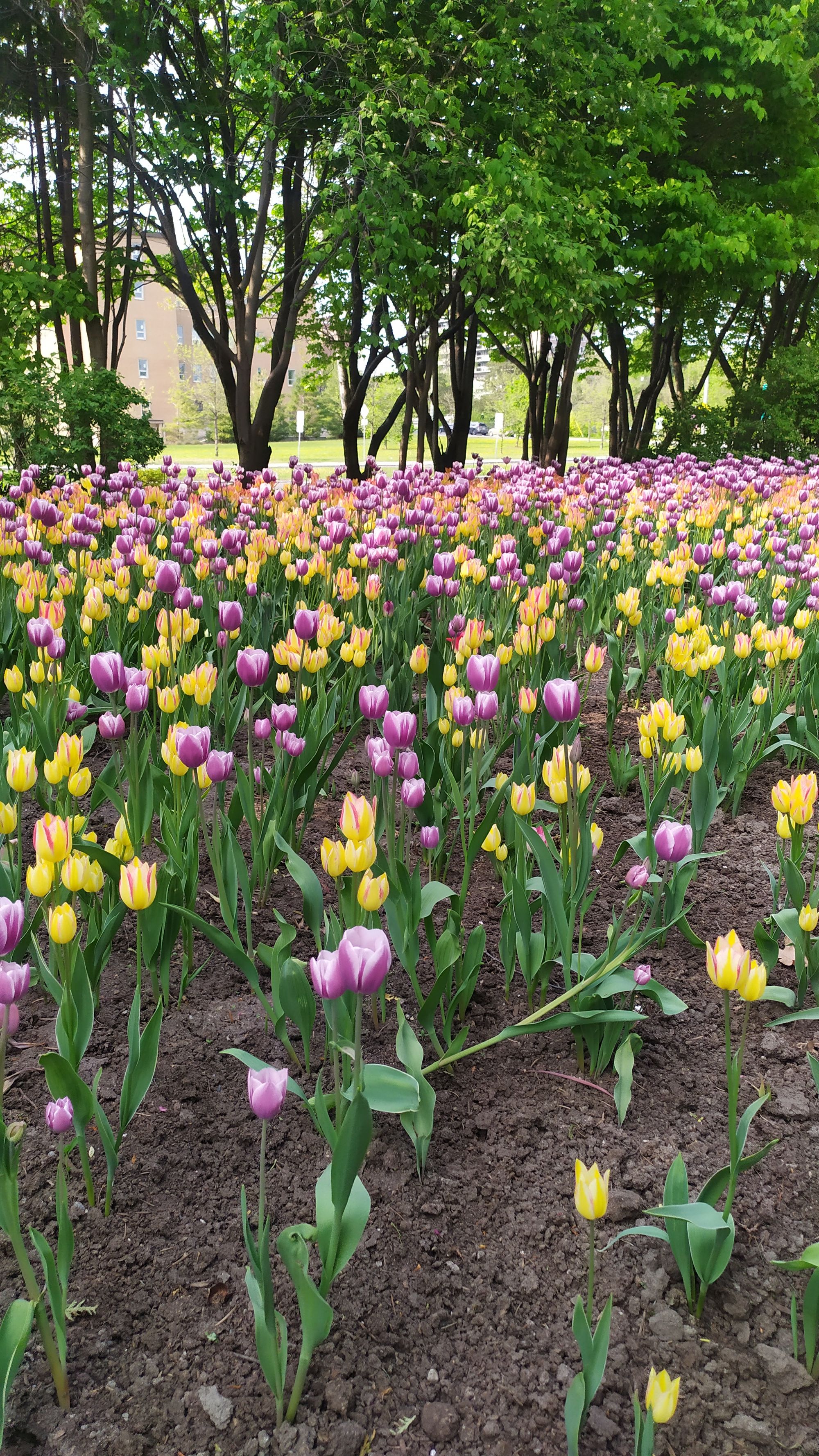 Le festival des tulipes à Ottawa