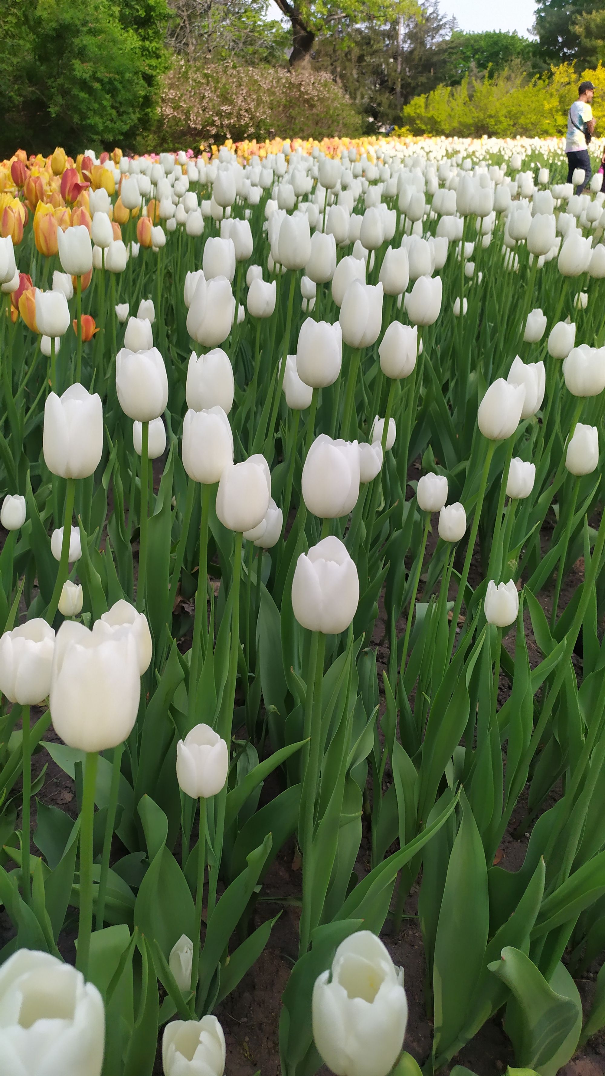Le festival des tulipes à Ottawa