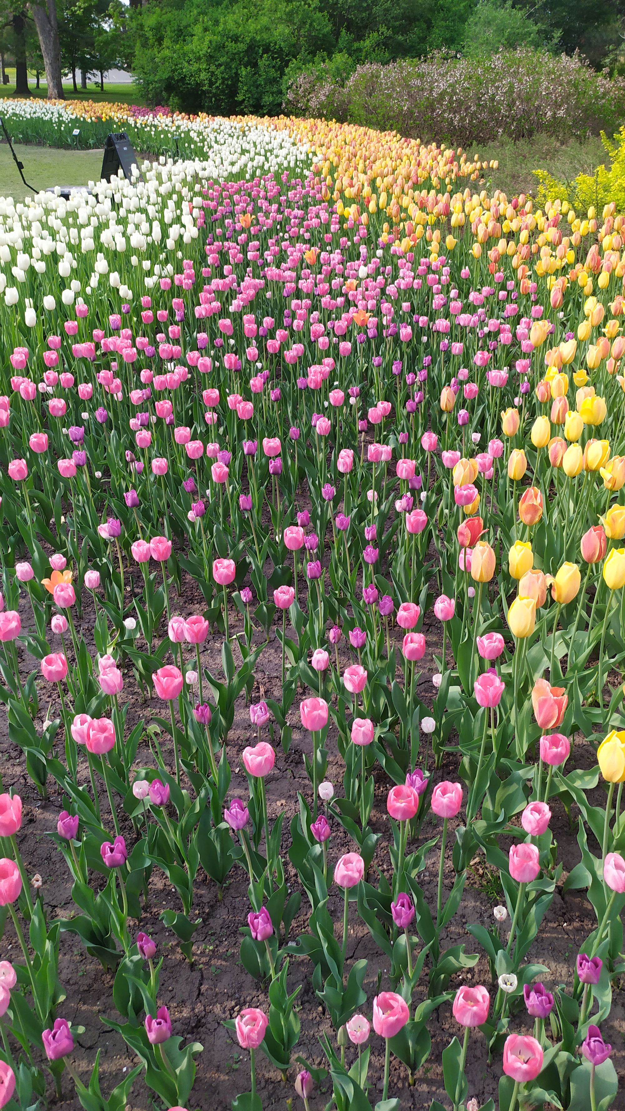 Le festival des tulipes à Ottawa