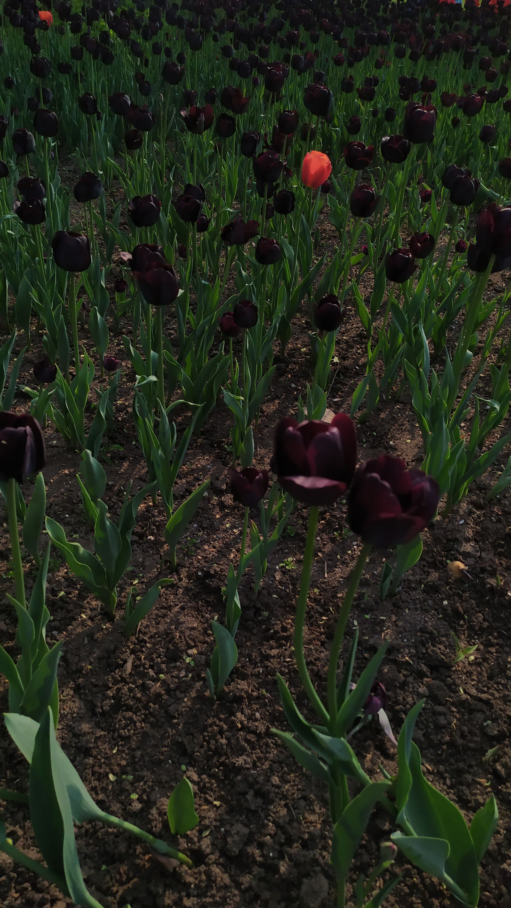 Le festival des tulipes à Ottawa