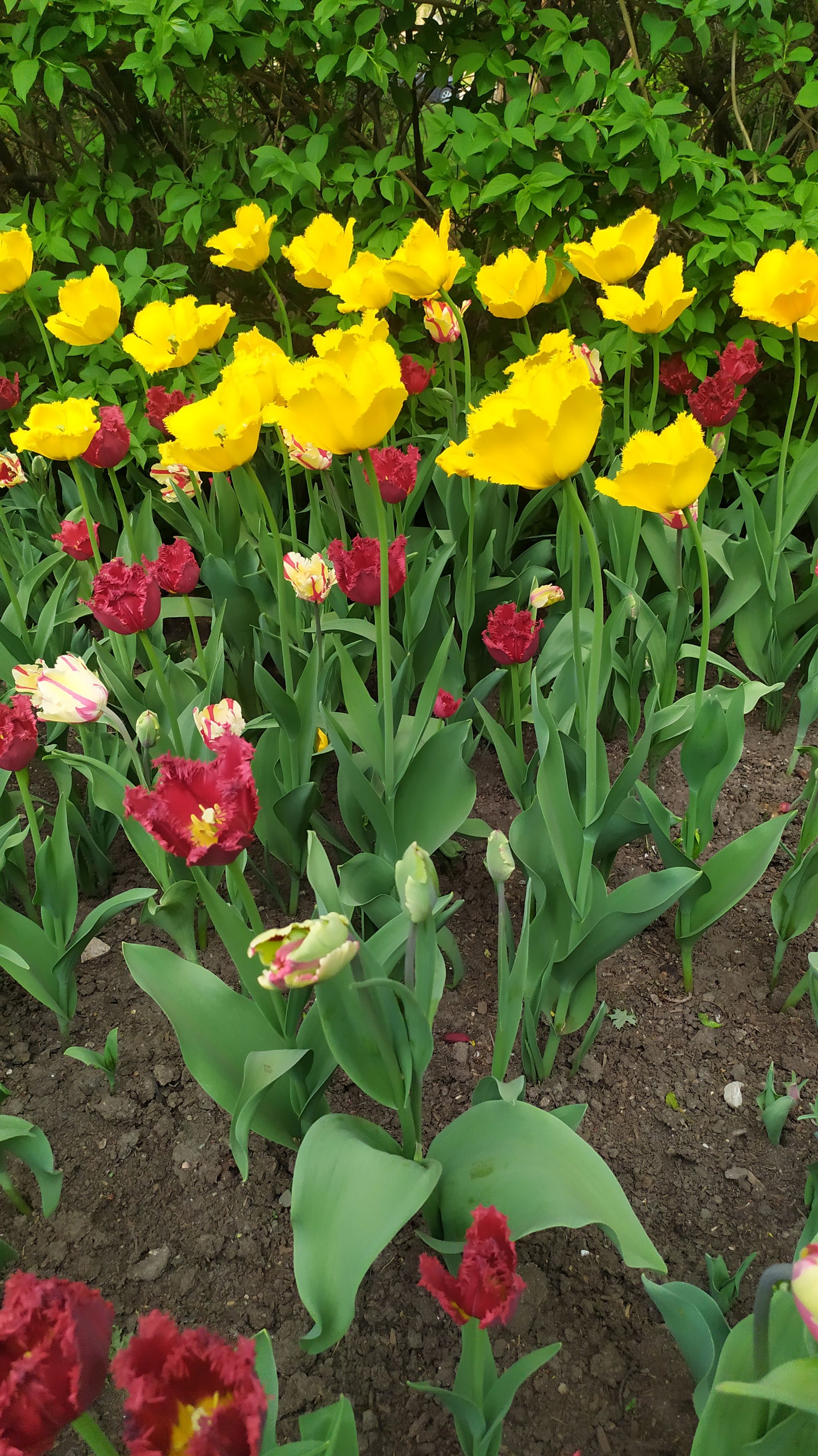 Le festival des tulipes à Ottawa