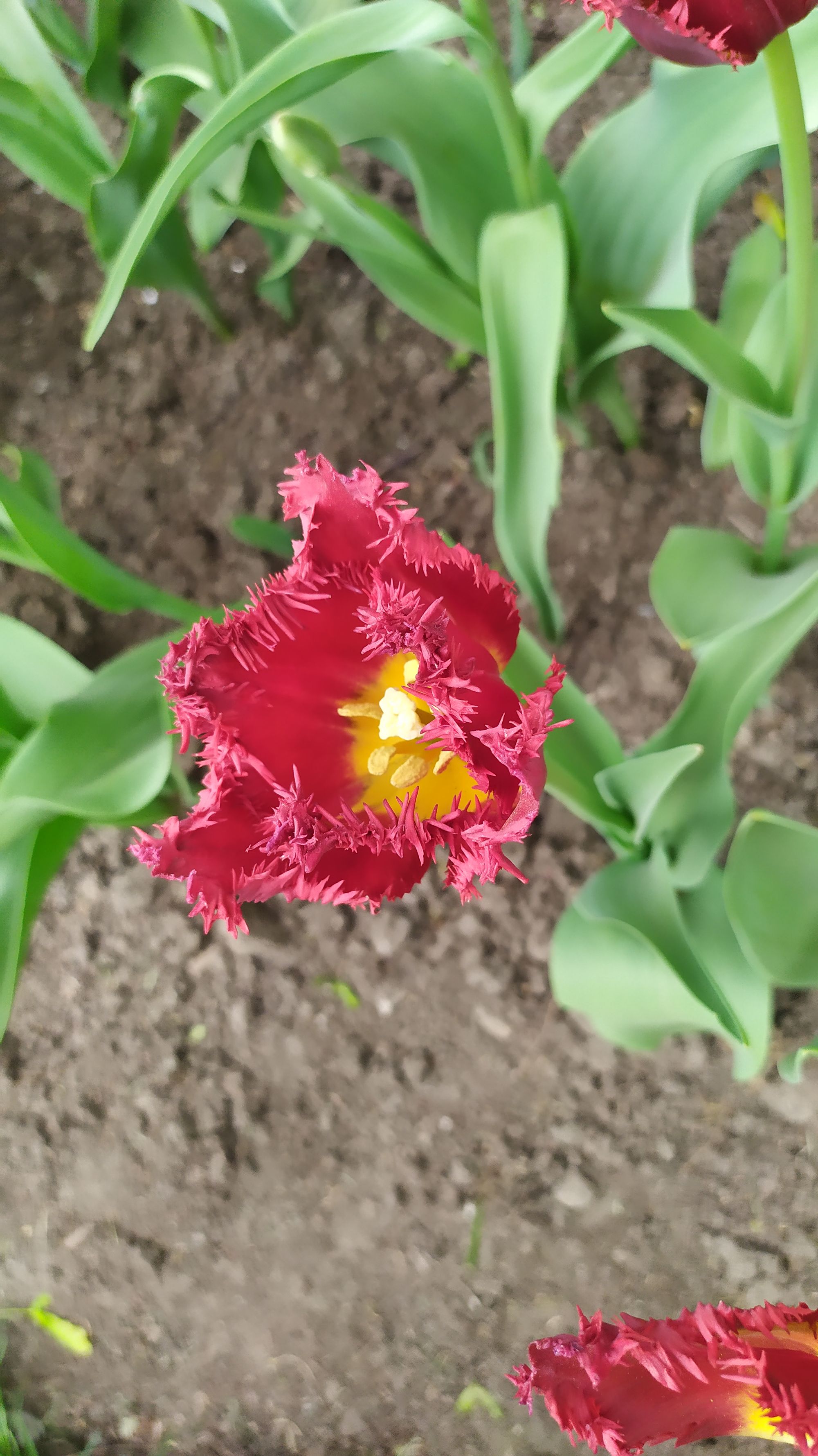 Le festival des tulipes à Ottawa
