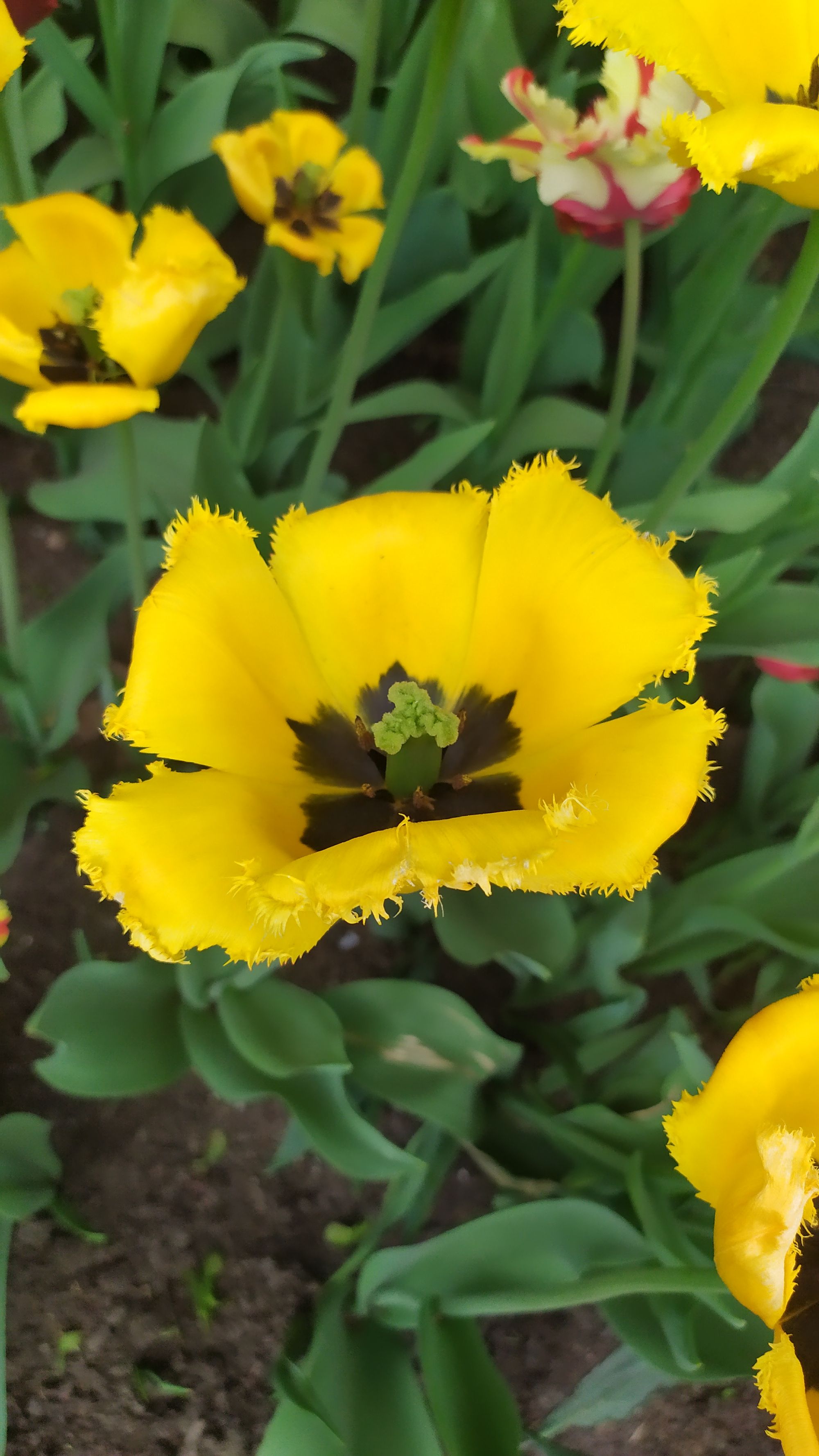 Le festival des tulipes à Ottawa