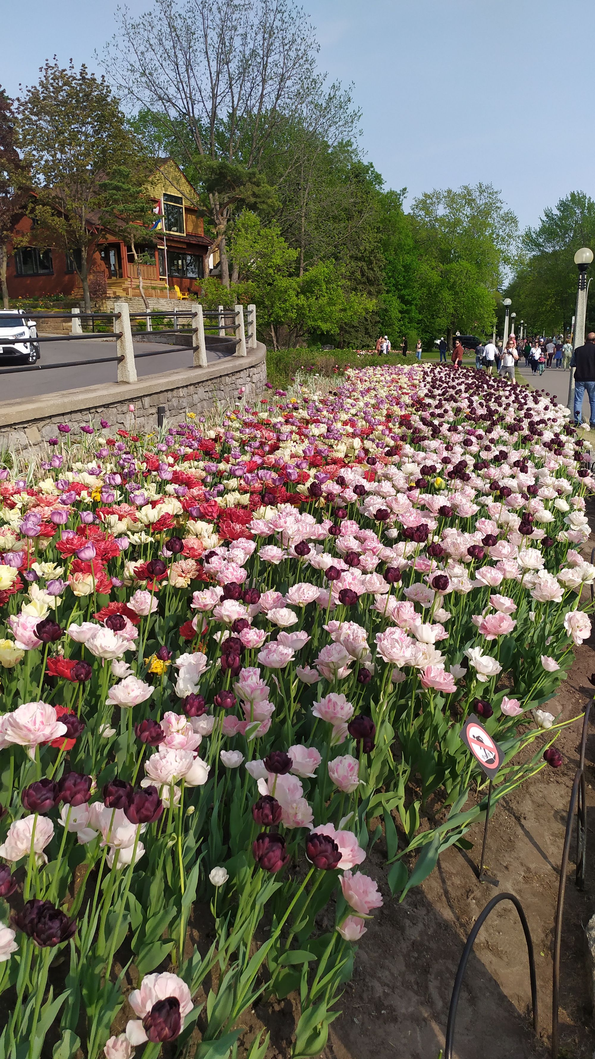 Le festival des tulipes à Ottawa