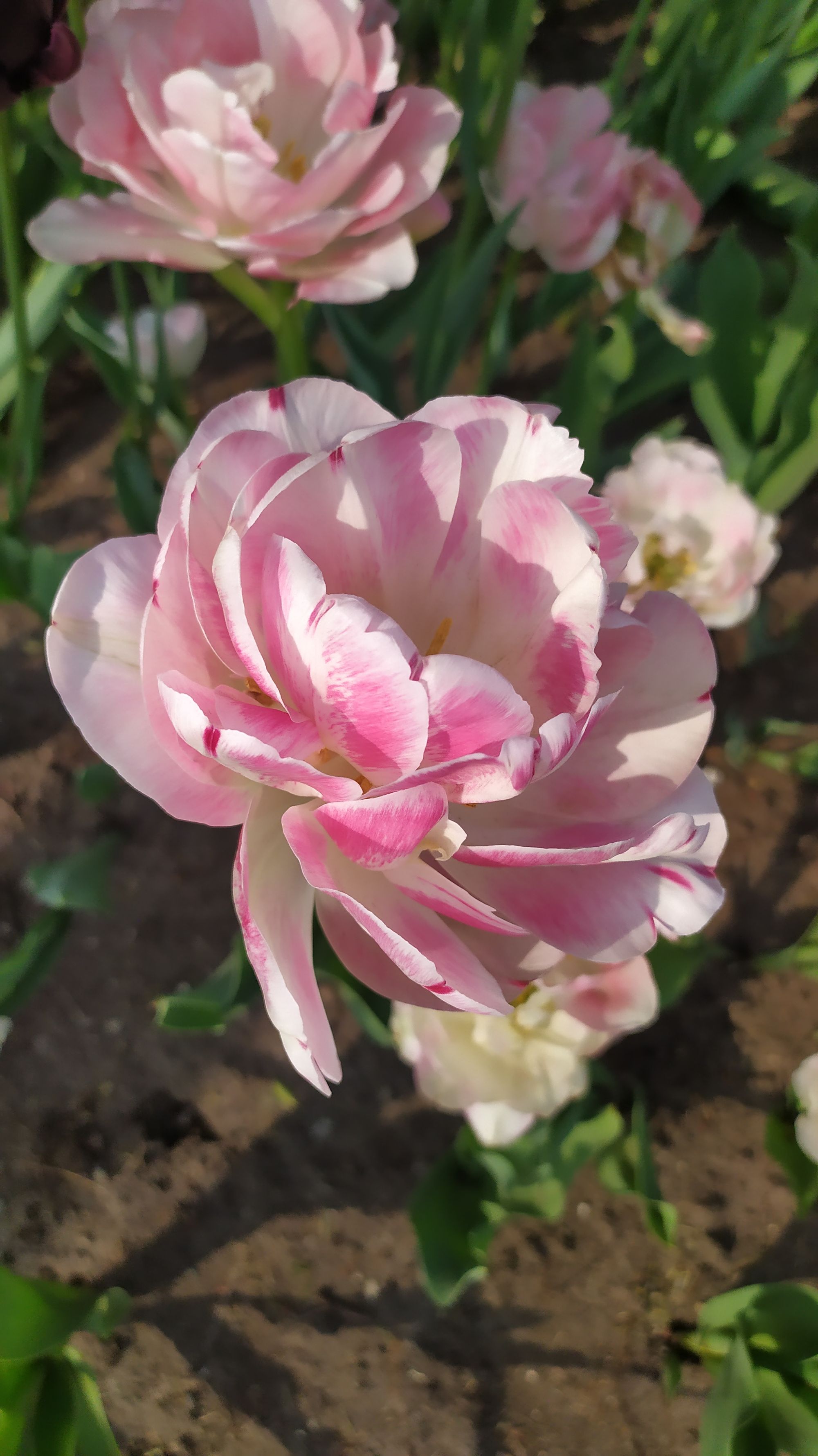 Le festival des tulipes à Ottawa