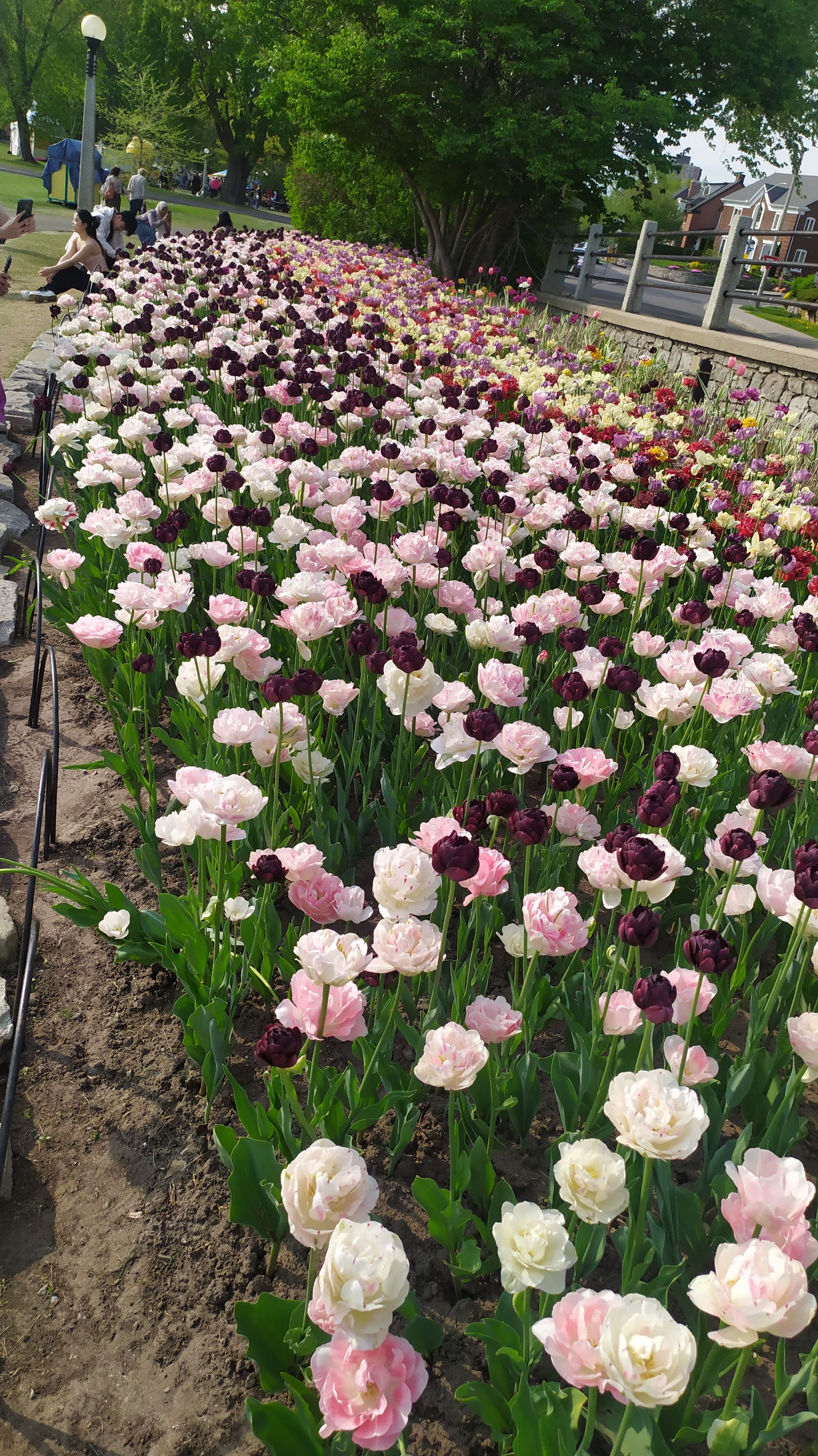Le festival des tulipes à Ottawa