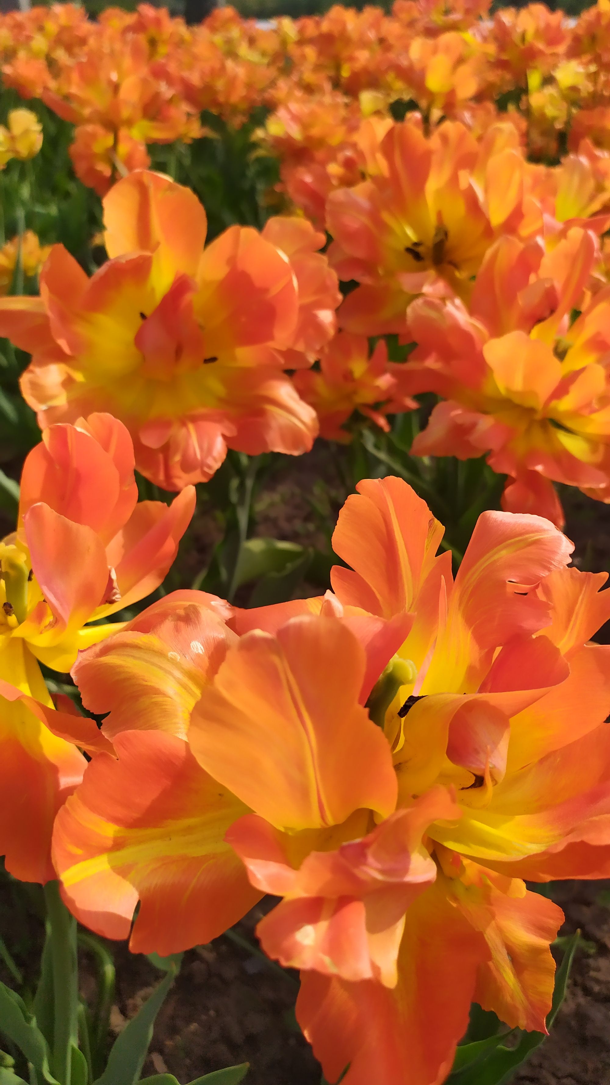 Le festival des tulipes à Ottawa