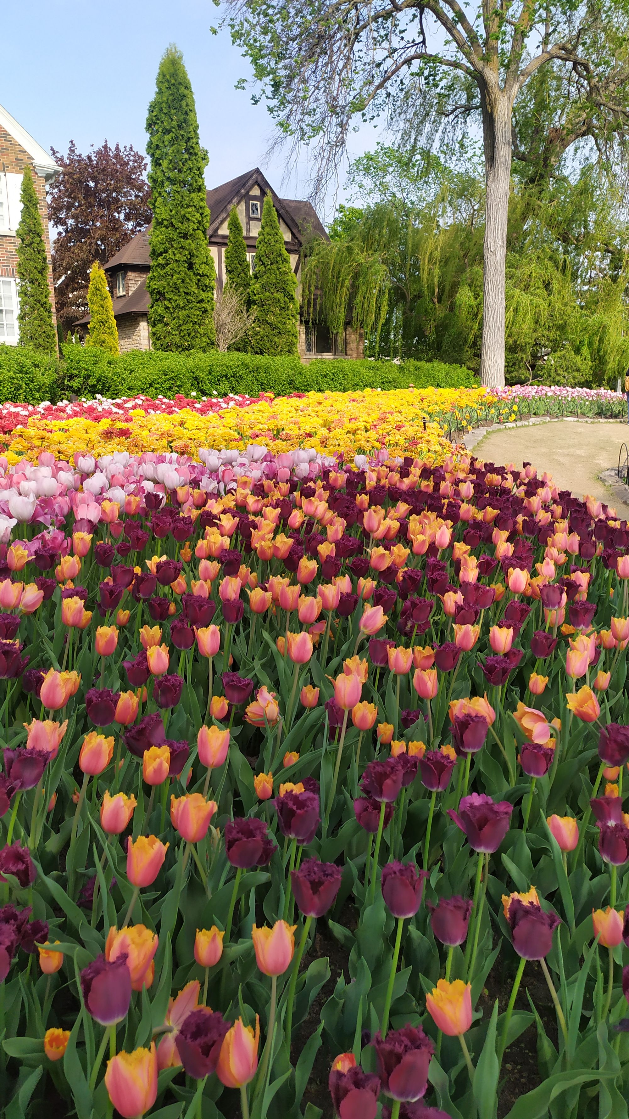 Le festival des tulipes à Ottawa