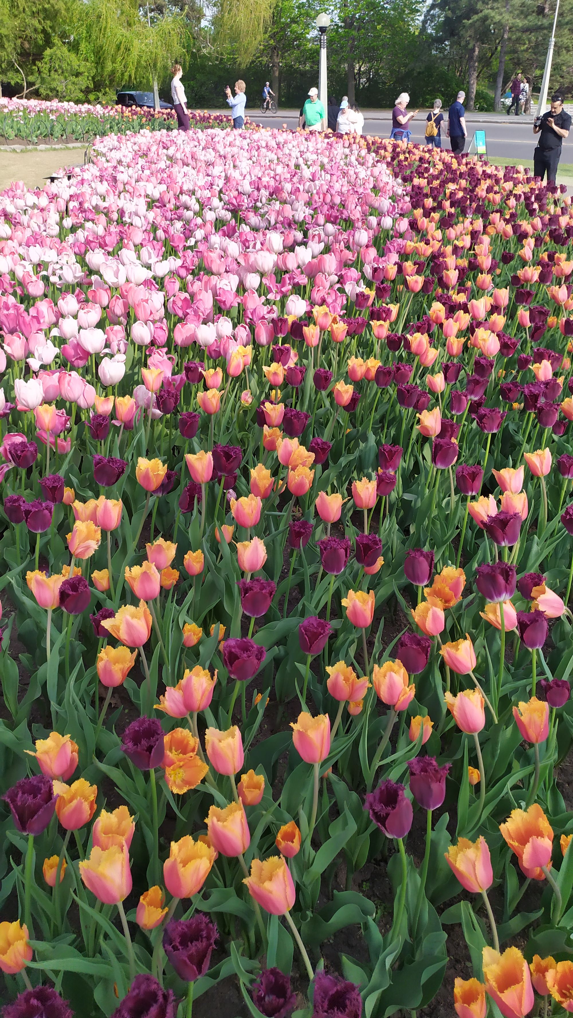 Le festival des tulipes à Ottawa