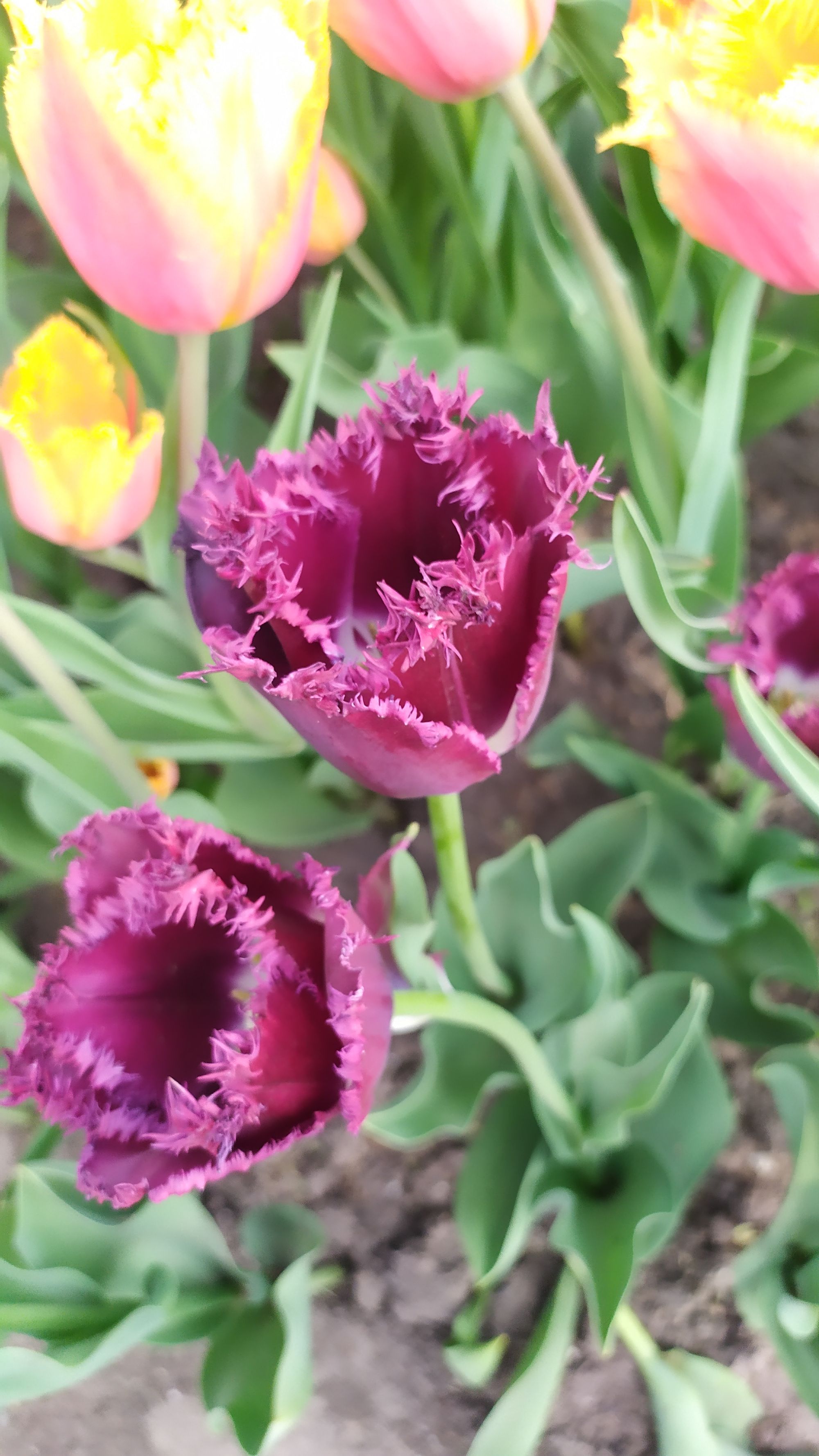 Le festival des tulipes à Ottawa