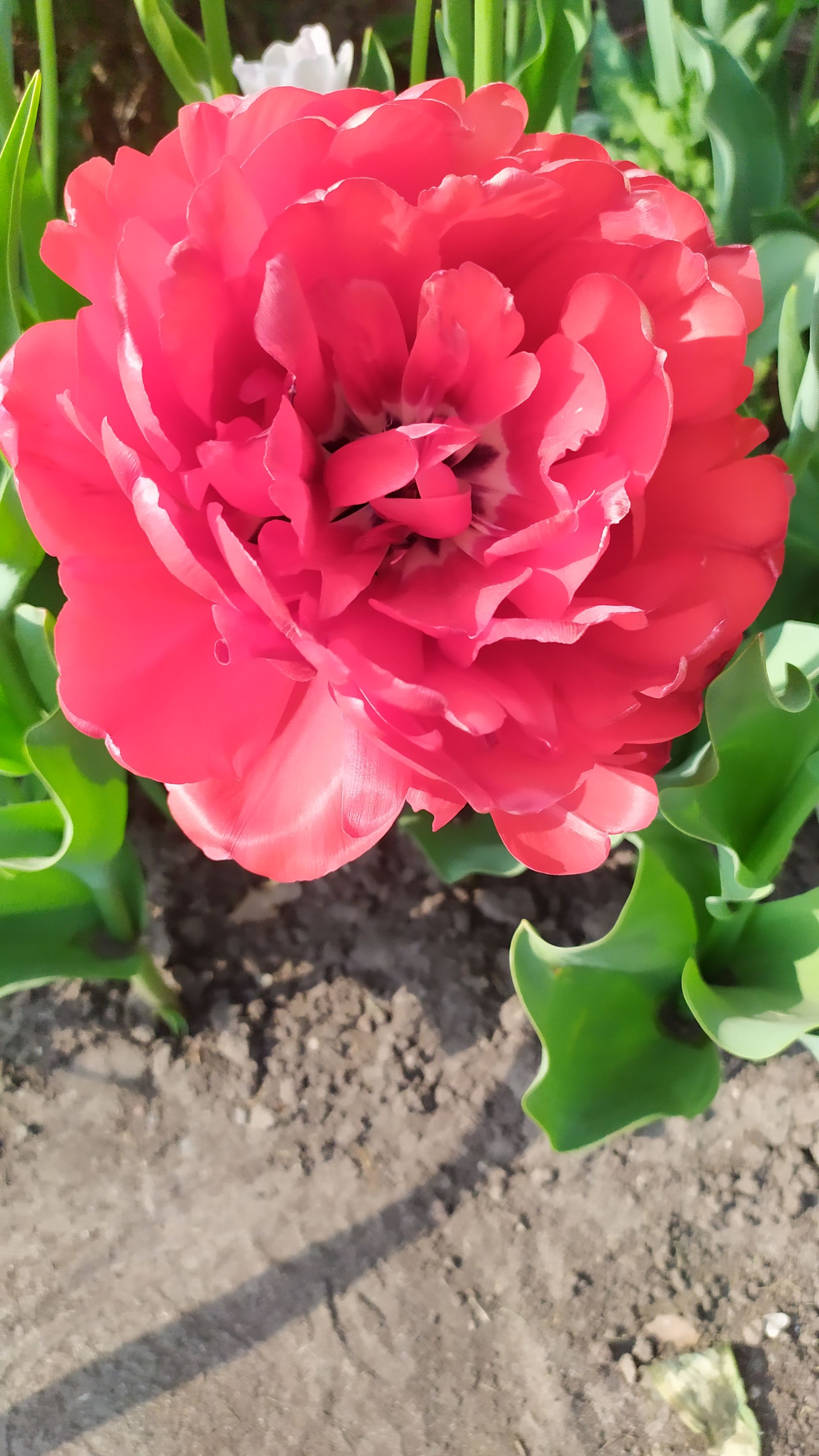 Le festival des tulipes à Ottawa